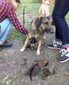 最新台湾狗崽爆料视频,揭秘事件背后惊人真相  第1张